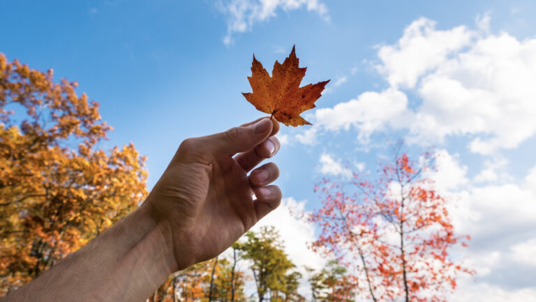 Hand holding maple leaf during Canadian autumn